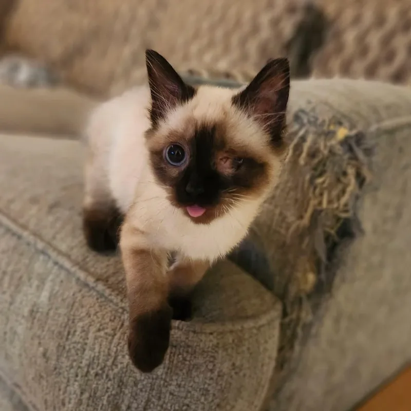 A young medium-sized female Siamese cat named Auge for adoption in Chickasaw, AL