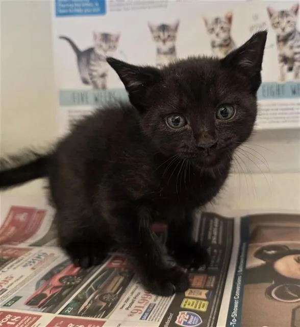 A baby small-sized male Domestic Short Hair cat named Piranha for adoption in San Antonio, TX