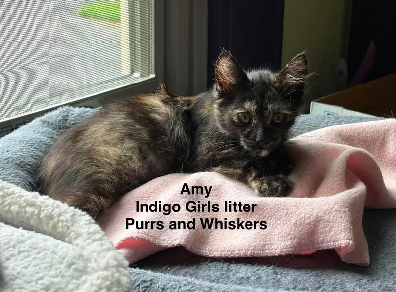 Amy