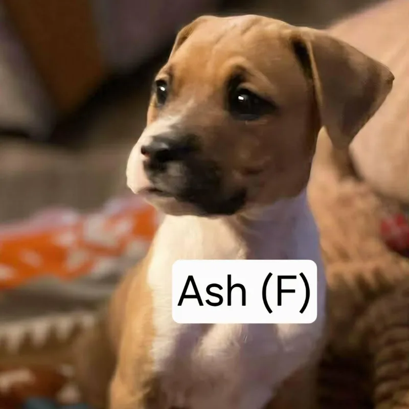Ash thumbnail 2