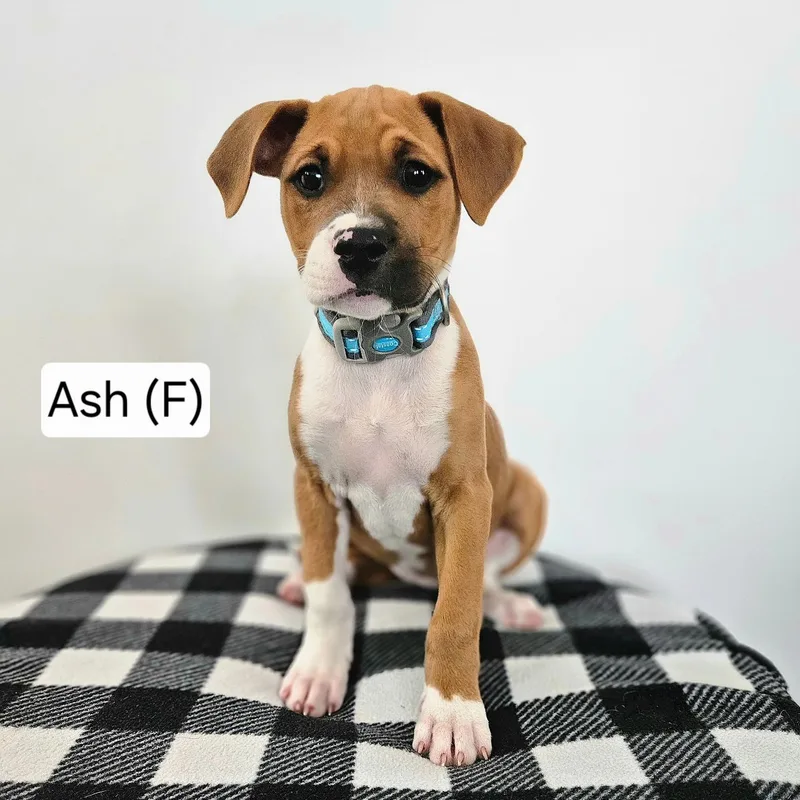 A baby medium-sized female Mixed Breed dog named Ash for adoption in Watertown, WI