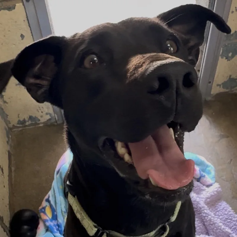 An adult medium-sized female Black Mixed Breed dog named K for adoption in Union, MO