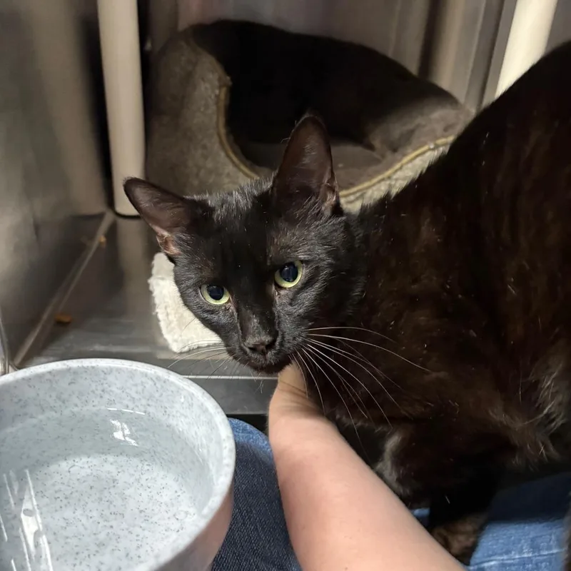 A baby small-sized male Black Domestic Short Hair cat named Wild Man for adoption in Hamilton, GA