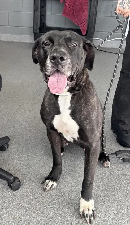 An adult large-sized female Great Dane dog named Esmeralda for adoption in West Chester, PA