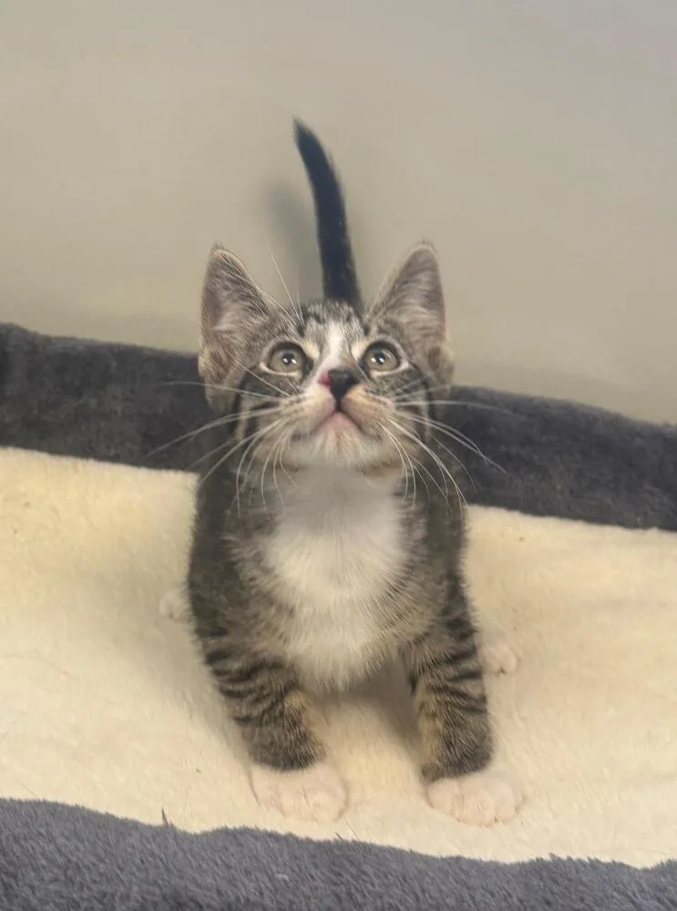 A baby small-sized female Gray & White Domestic Short Hair cat named Acorn for adoption in Breinigsville, PA