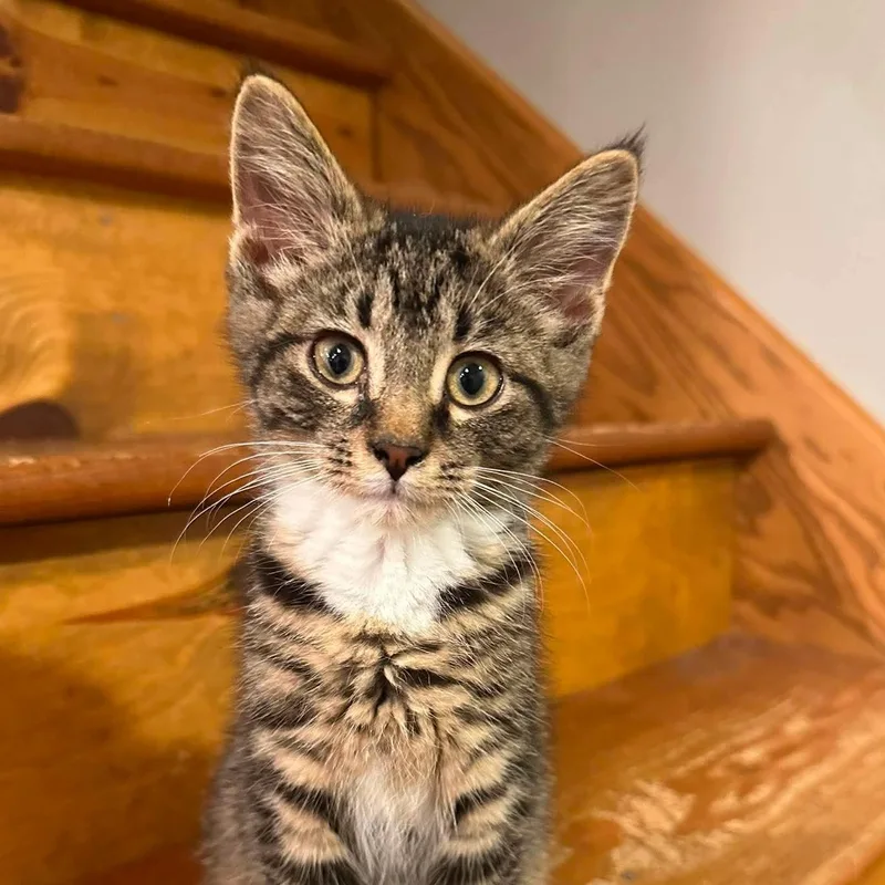 A baby medium-sized male Domestic Short Hair cat named Charlie for adoption in Sauk City, WI