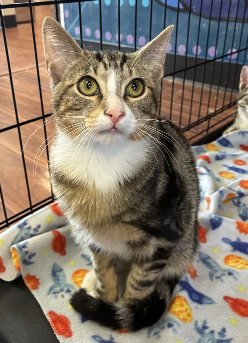 A baby medium-sized male Tabby (Tiger Striped) Domestic Short Hair cat named Lagronk for adoption in Breinigsville, PA