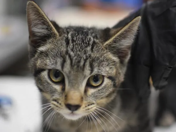 A baby small-sized male Domestic Short Hair cat named Brooks for adoption in Portland, OR