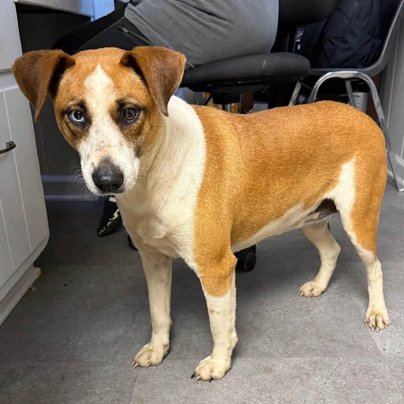 Tuscstray thumbnail 2