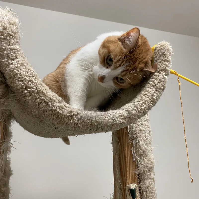A senior medium-sized male Orange & White Domestic Short Hair cat named Kevin for adoption in Pickerington, OH
