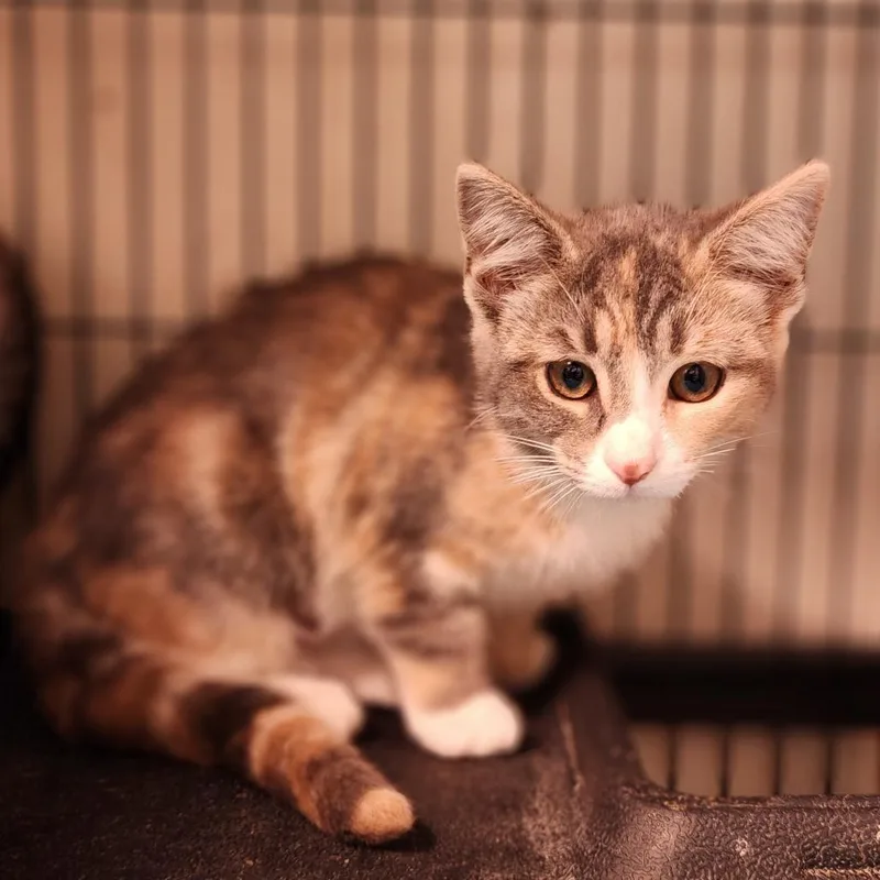 A baby small-sized female Calico Domestic Medium Hair cat named Applesauce for adoption in Toms Brook, VA