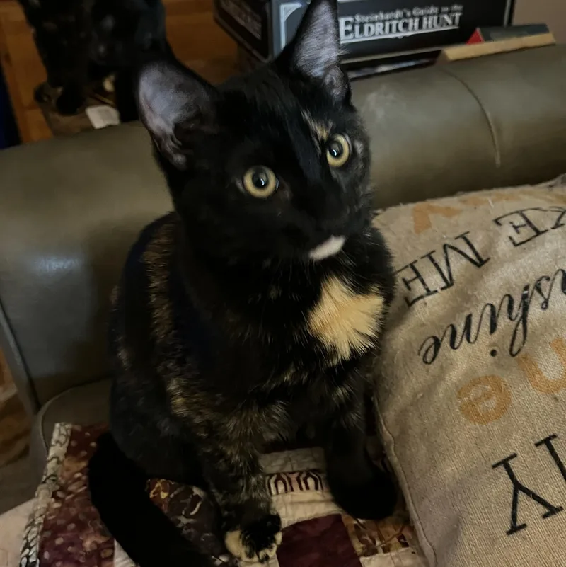 A baby medium-sized female Tortoiseshell Domestic Short Hair cat named Helena for adoption in Portland, OR