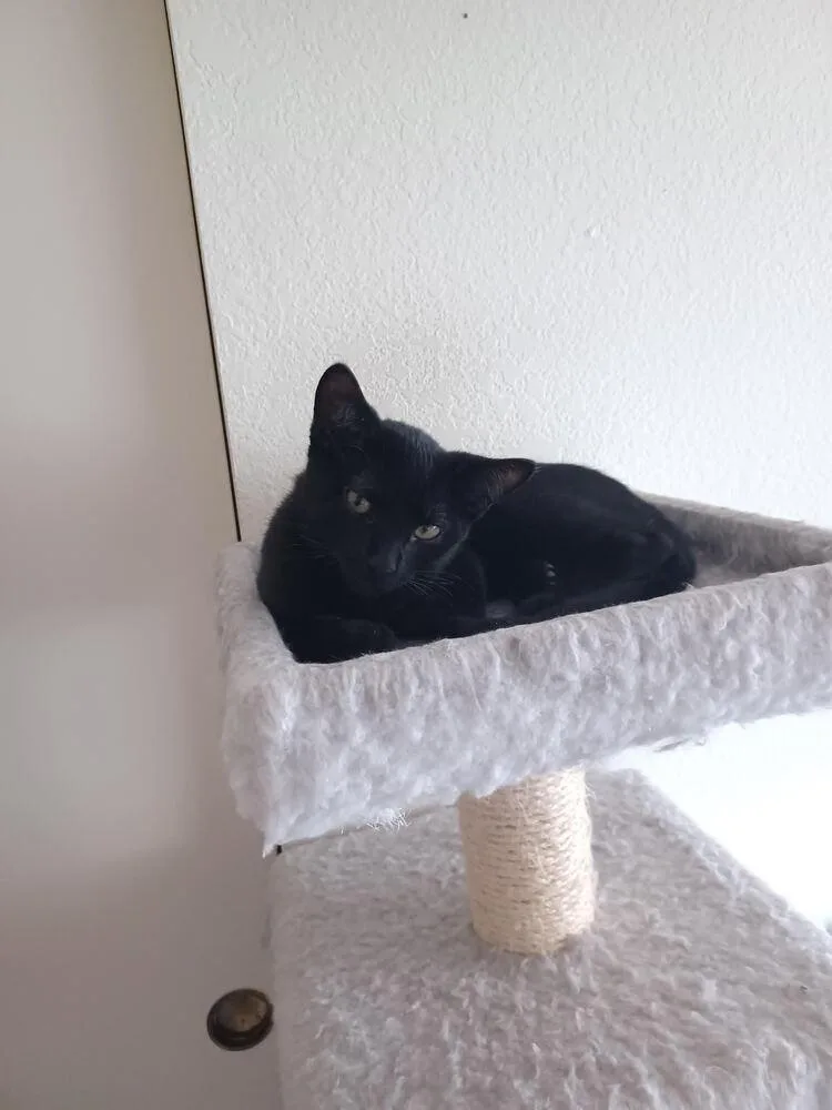 A baby medium-sized male Black Bombay cat named Peanut for adoption in Lancaster, CA
