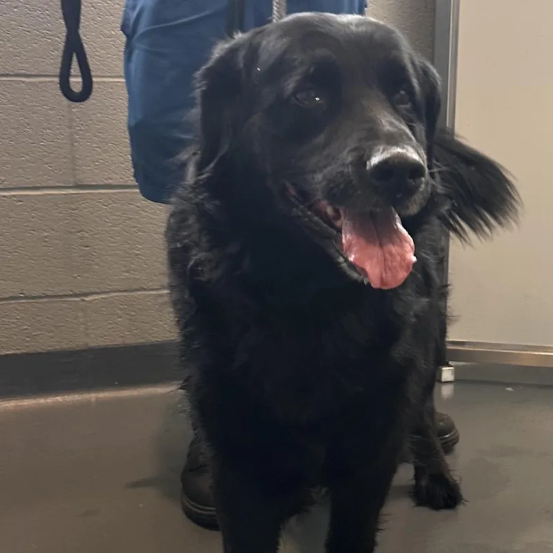 A senior extra large-sized male Black Mixed Breed dog named Maxwell for adoption in Allentown, PA