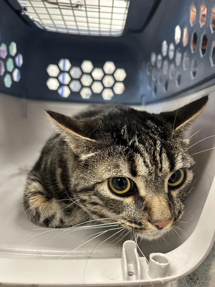 An adult large-sized male Gray / Blue / Silver Domestic Short Hair cat named Severus for adoption in Ontario, CA