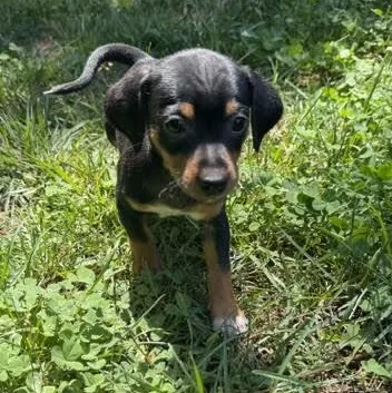 A baby small-sized female Tricolor (Brown, Black, & White) Chihuahua dog named Keeley for adoption in Midlothian, VA