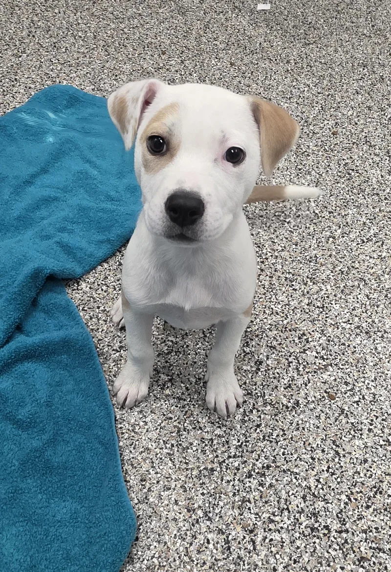 A baby medium-sized female Apricot / Beige Australian Cattle Dog / Blue Heeler dog named Tessa for adoption in Conifer, CO