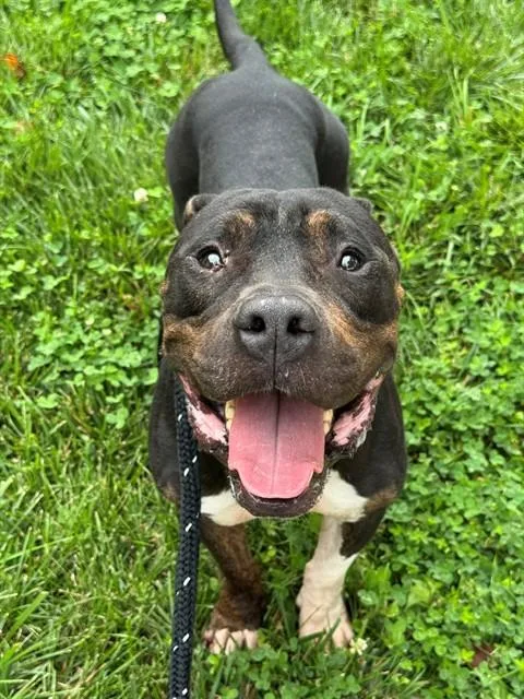 An adult medium-sized male Terrier dog named Bongo for adoption in Olivette, MO