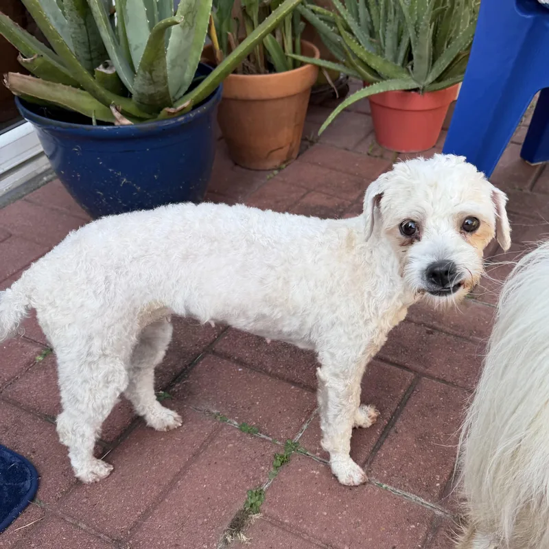 An adult small-sized female White / Cream Miniature Poodle dog named Snow for adoption in Liverpool, TX