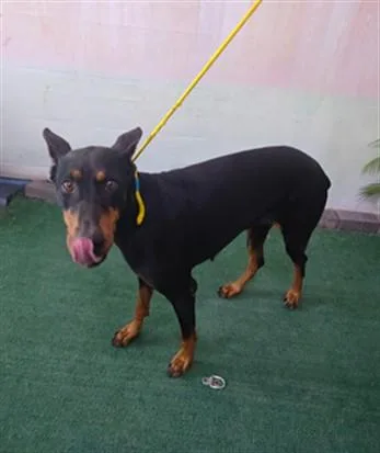 An adult large-sized female Doberman Pinscher dog named A for adoption in Baldwin Park, CA