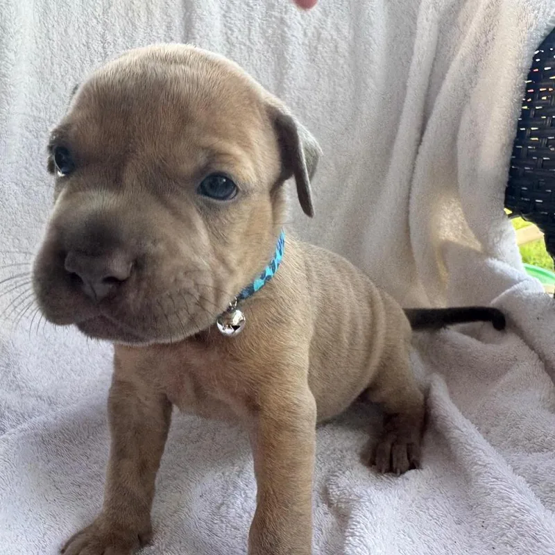 A baby medium-sized male Sable Mixed Breed dog named Becks for adoption in Frederiksted, VI