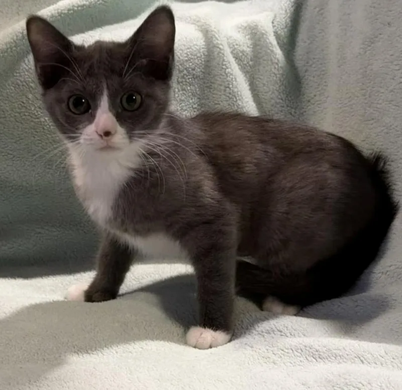 A baby small-sized female Gray & White Domestic Short Hair cat named Birdie for adoption in Wellington, FL