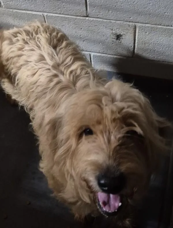 An adult large-sized male Labradoodle dog named B for adoption in Dallas, GA