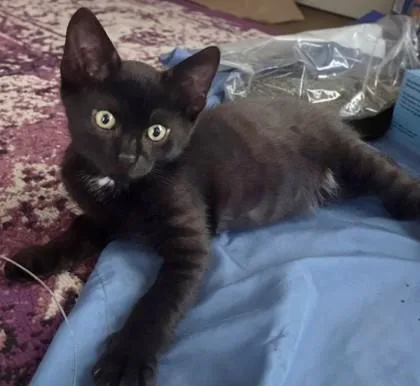 A young small-sized female Domestic Short Hair cat named Juliet for adoption in Quakertown, PA