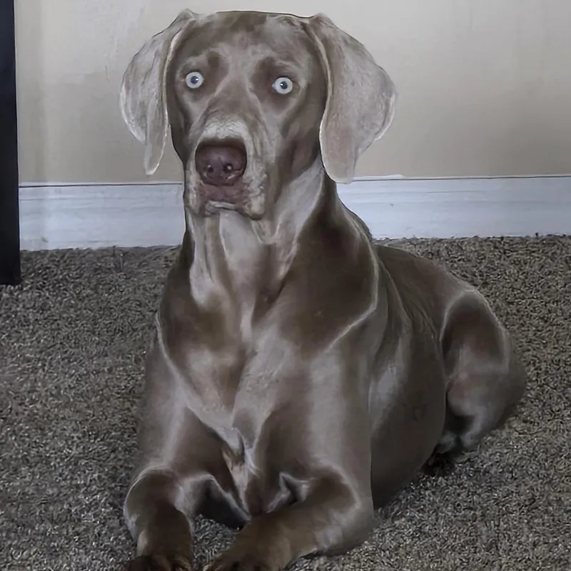 An adult large-sized female Gray / Blue / Silver Weimaraner dog named Sunday for adoption in LOXAHATCHEE, FL