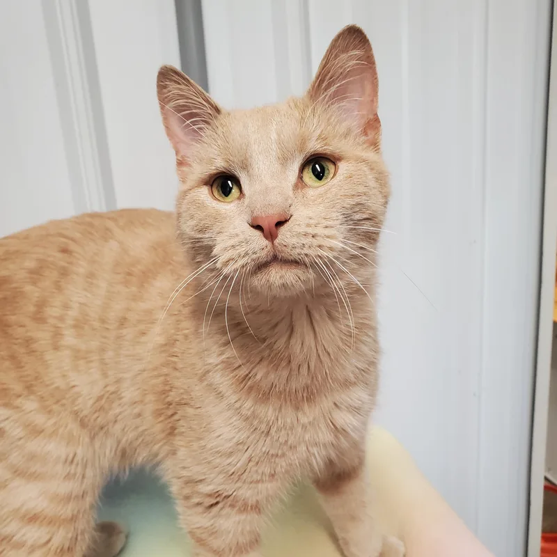 A young medium-sized male Buff / Tan / Fawn Domestic Short Hair cat named Dave for adoption in Marseilles, IL