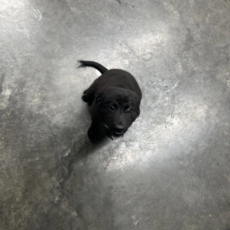 A young small-sized female Black Labrador Retriever dog named Lulu for adoption in Princeton, KY