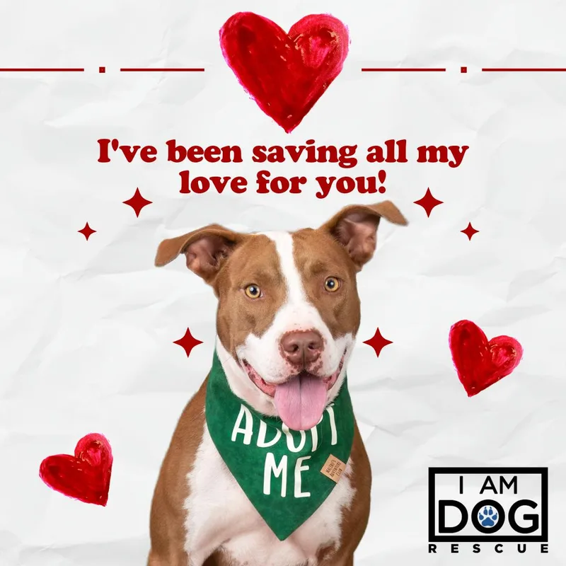 An adult medium-sized male Red / Chestnut / Orange Pit Bull Terrier dog named Bandit for adoption in Cross Roads, TX