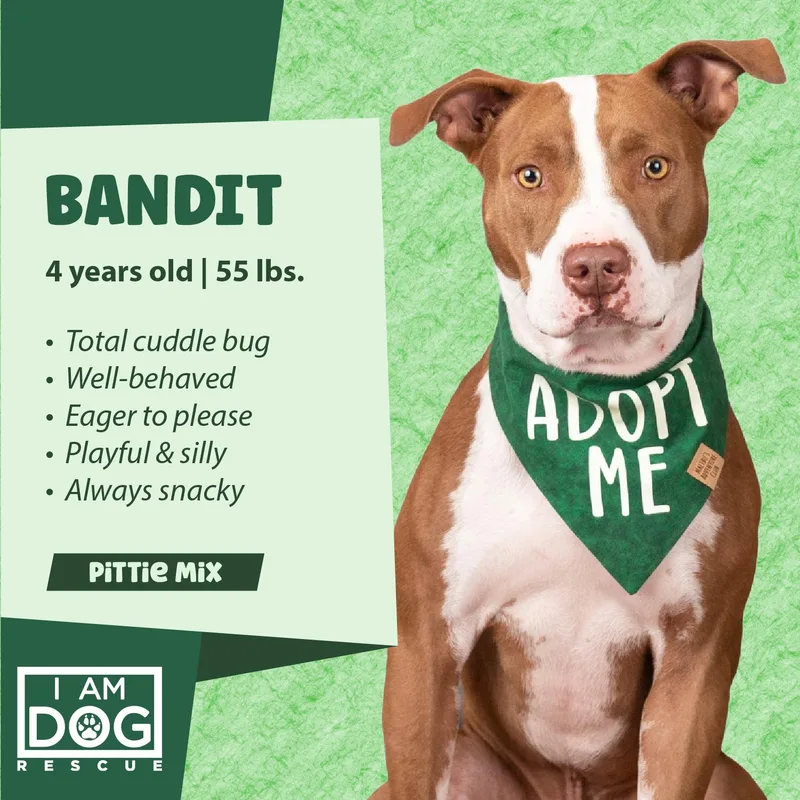 Bandit thumbnail 4