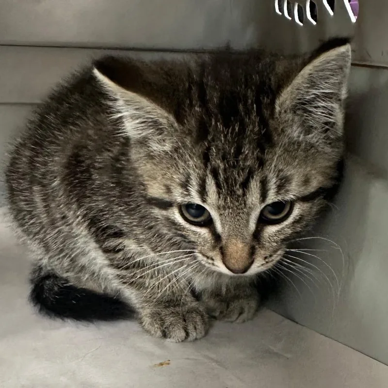 A baby small-sized male Domestic Short Hair cat named Fuzz Lightyear for adoption in Corbin, KY