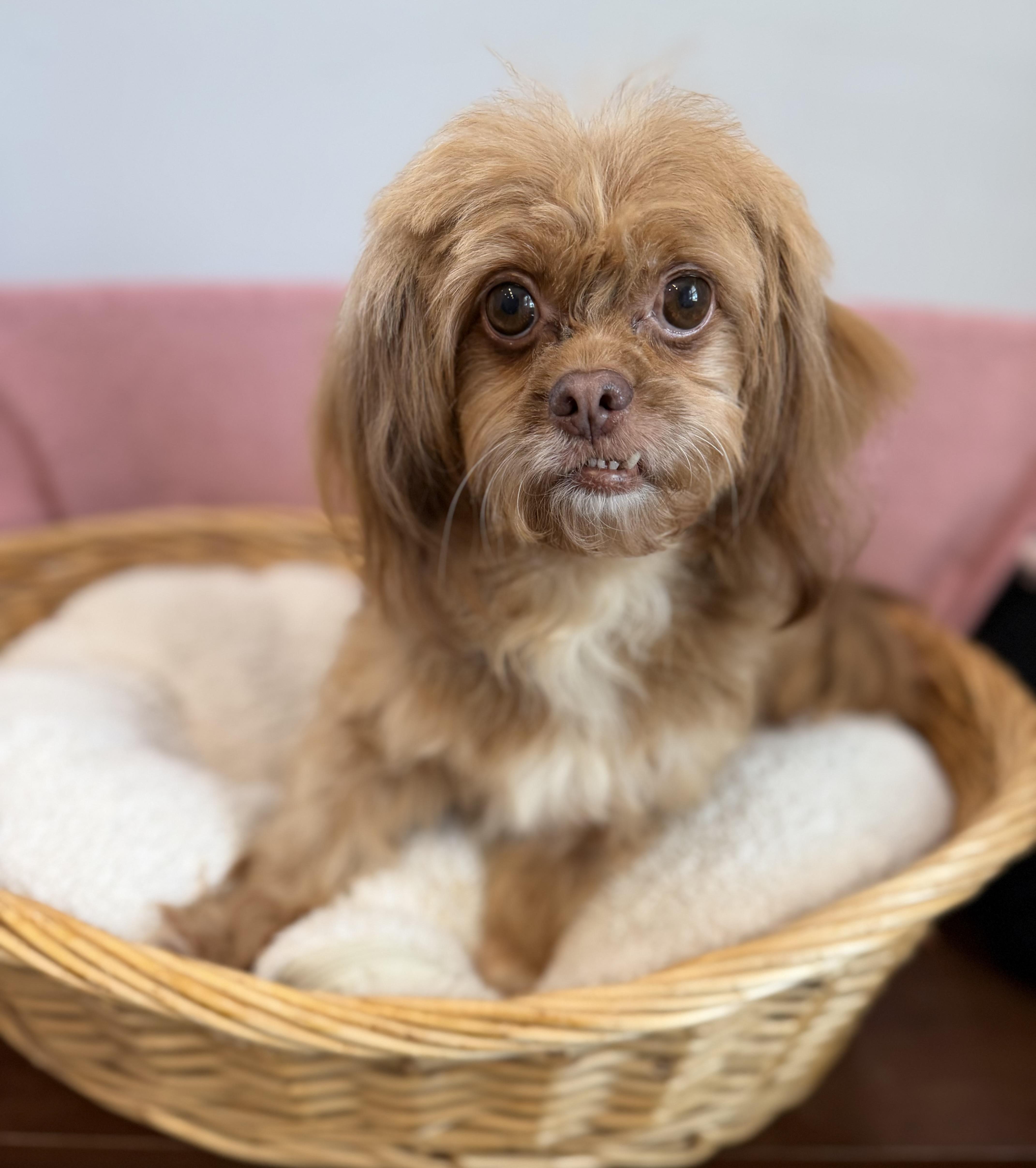 An adult small-sized female Shih Tzu dog named Ginger for adoption in Lawrenceville, GA