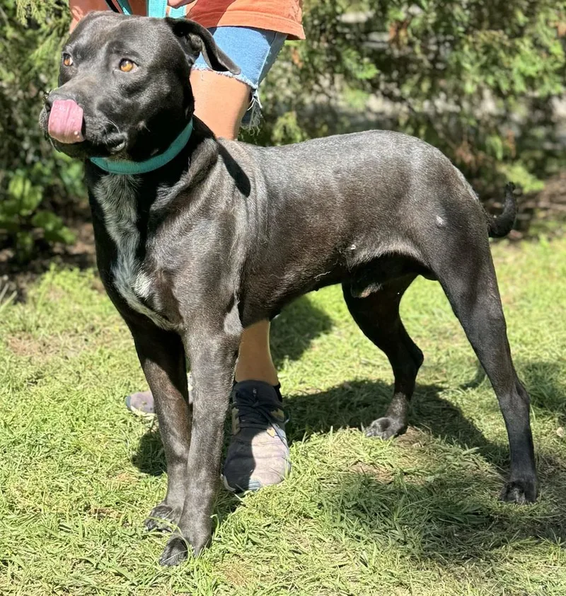 An adult large-sized male Tricolor (Brown, Black, & White) Labrador Retriever dog named Abe for adoption in Troy, AL
