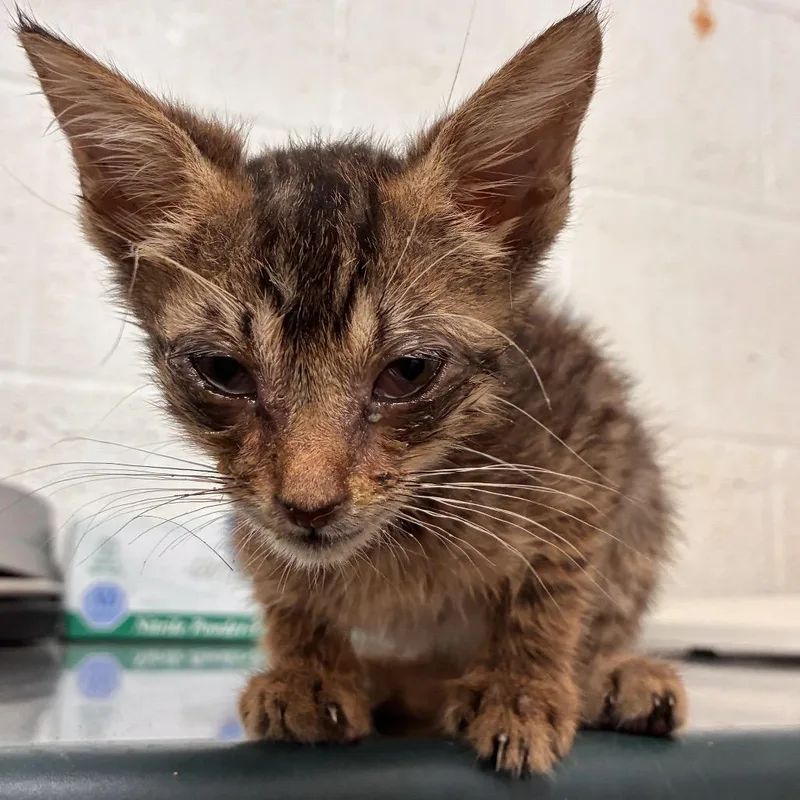 A baby small-sized male Gray / Blue / Silver Domestic Short Hair cat named Francisco for adoption in Edinburg, TX