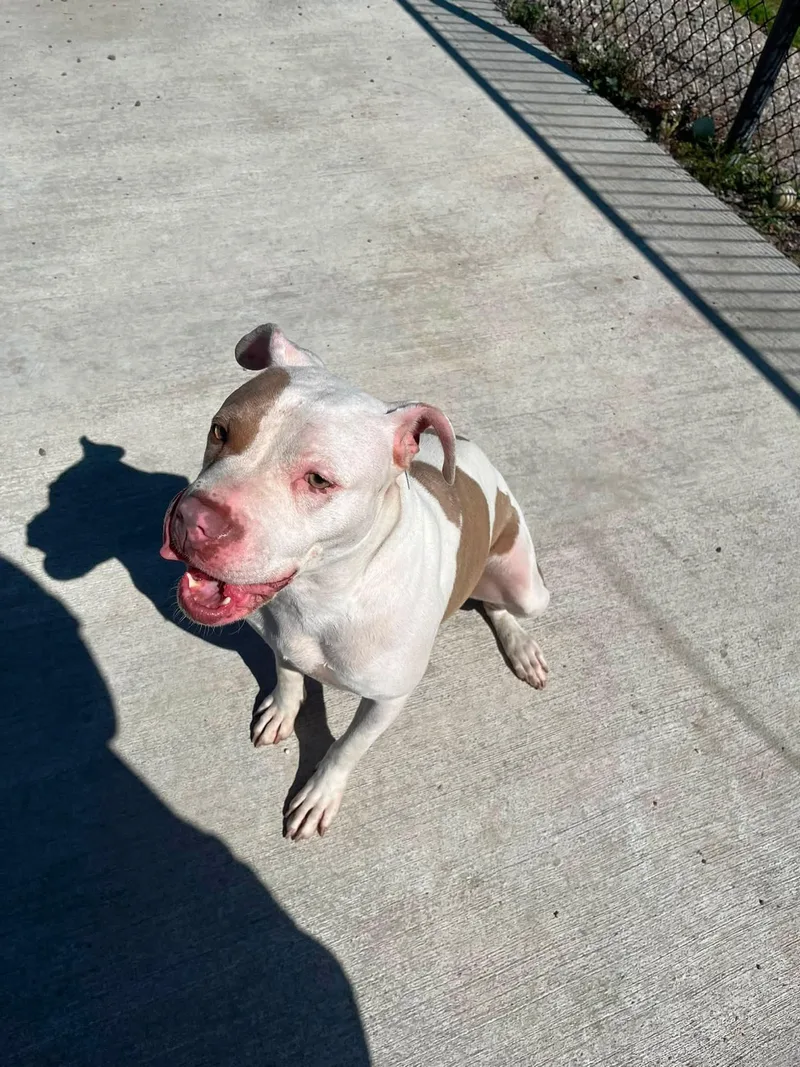 A young medium-sized female White / Cream Pit Bull Terrier dog named Alani for adoption in Lincoln Park, MI