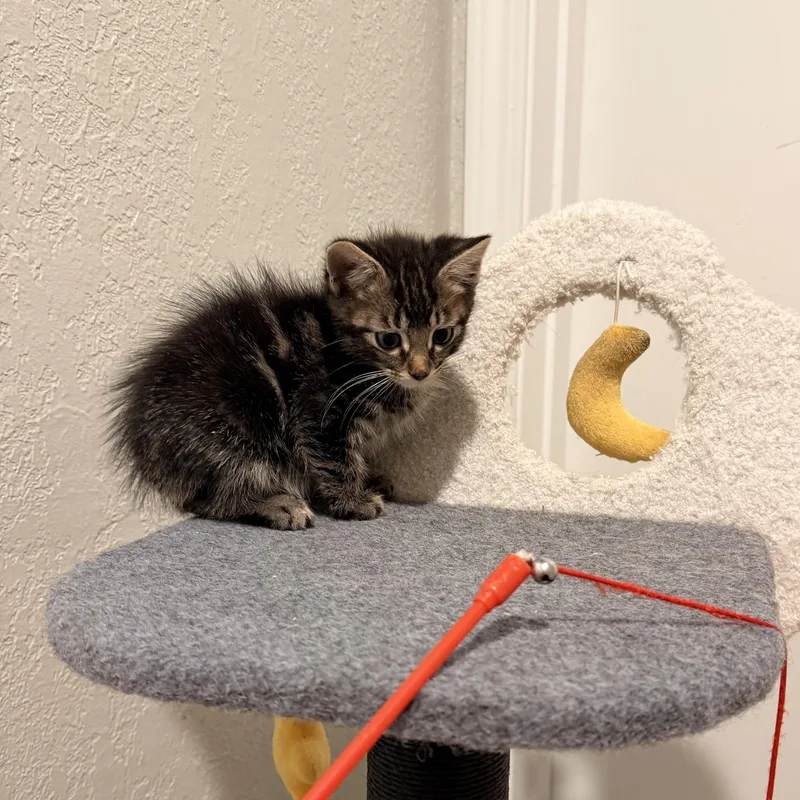 A baby medium-sized male Tabby (Brown / Chocolate) Domestic Short Hair cat named Poblano  Athens  for adoption in Greensboro, GA