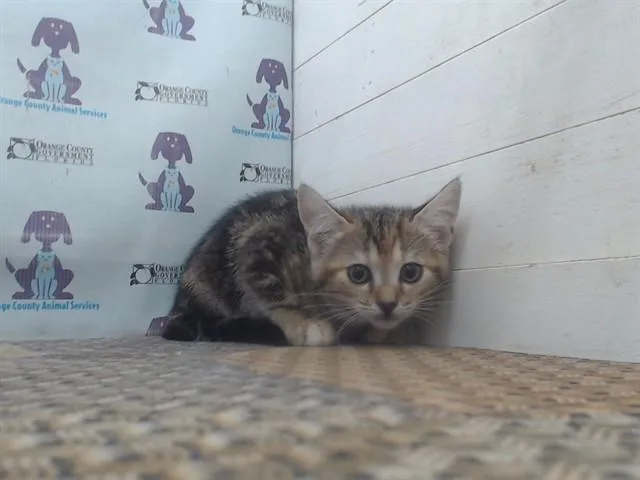 A baby small-sized female Domestic Short Hair cat named Mel B for adoption in Orlando, FL