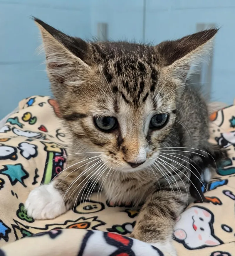 A baby small-sized male Domestic Short Hair cat named Fred Darts for adoption in Cape Coral, FL