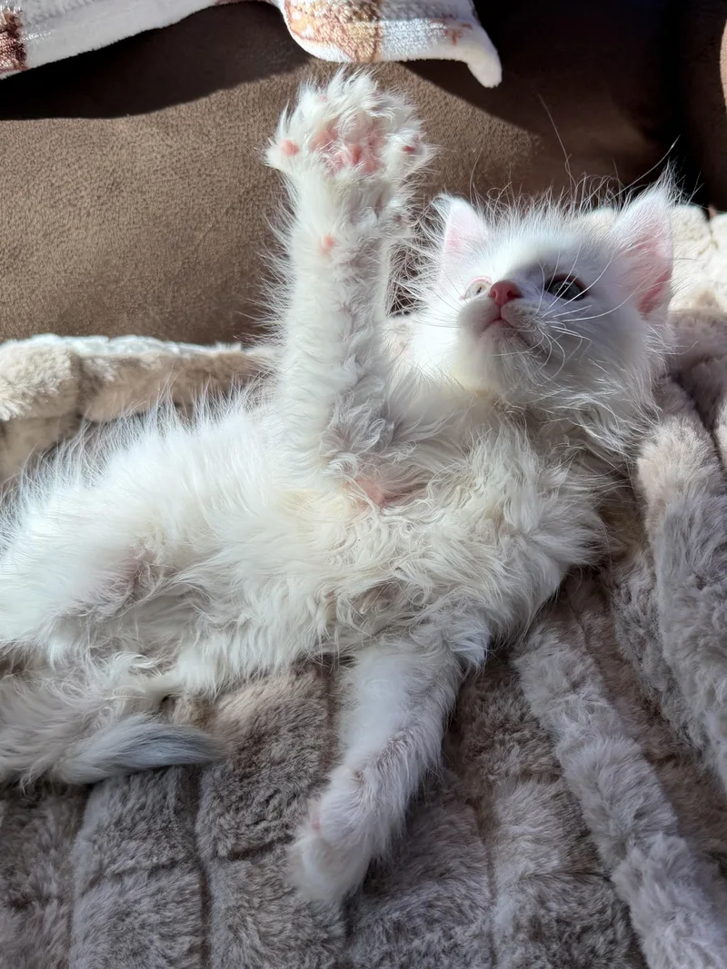 A baby medium-sized male Lilac Point Ragdoll cat named Marshmello for adoption in toledo, OH