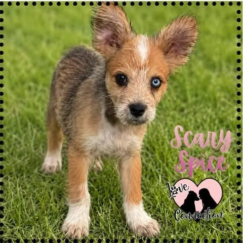 A baby medium-sized female Brown / Chocolate Australian Cattle Dog / Blue Heeler dog named Scary Spice for adoption in Gilbert, AZ
