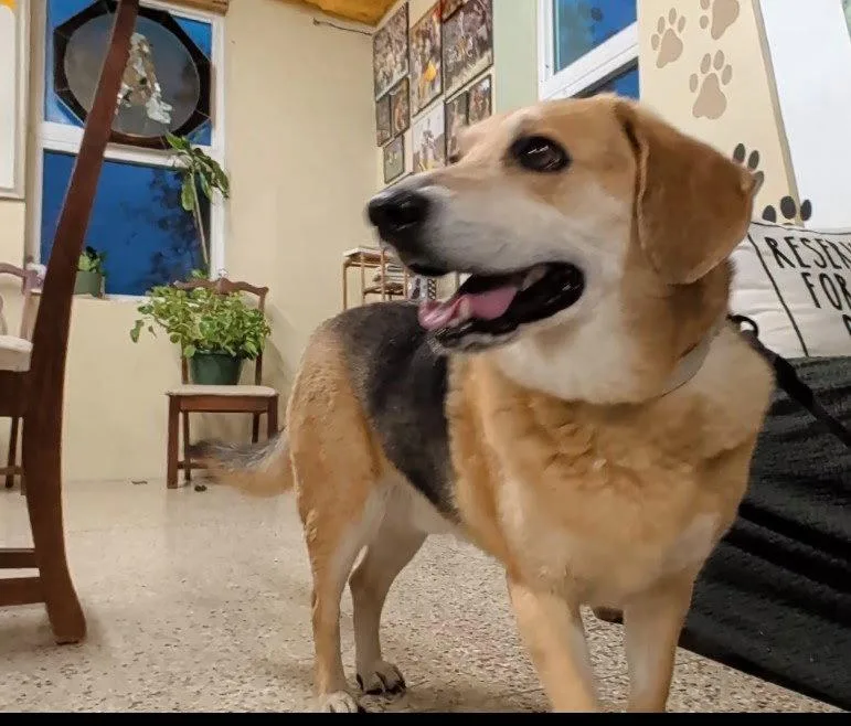 A young medium-sized male Beagle dog named Hunter for adoption in Williamsburg, IA