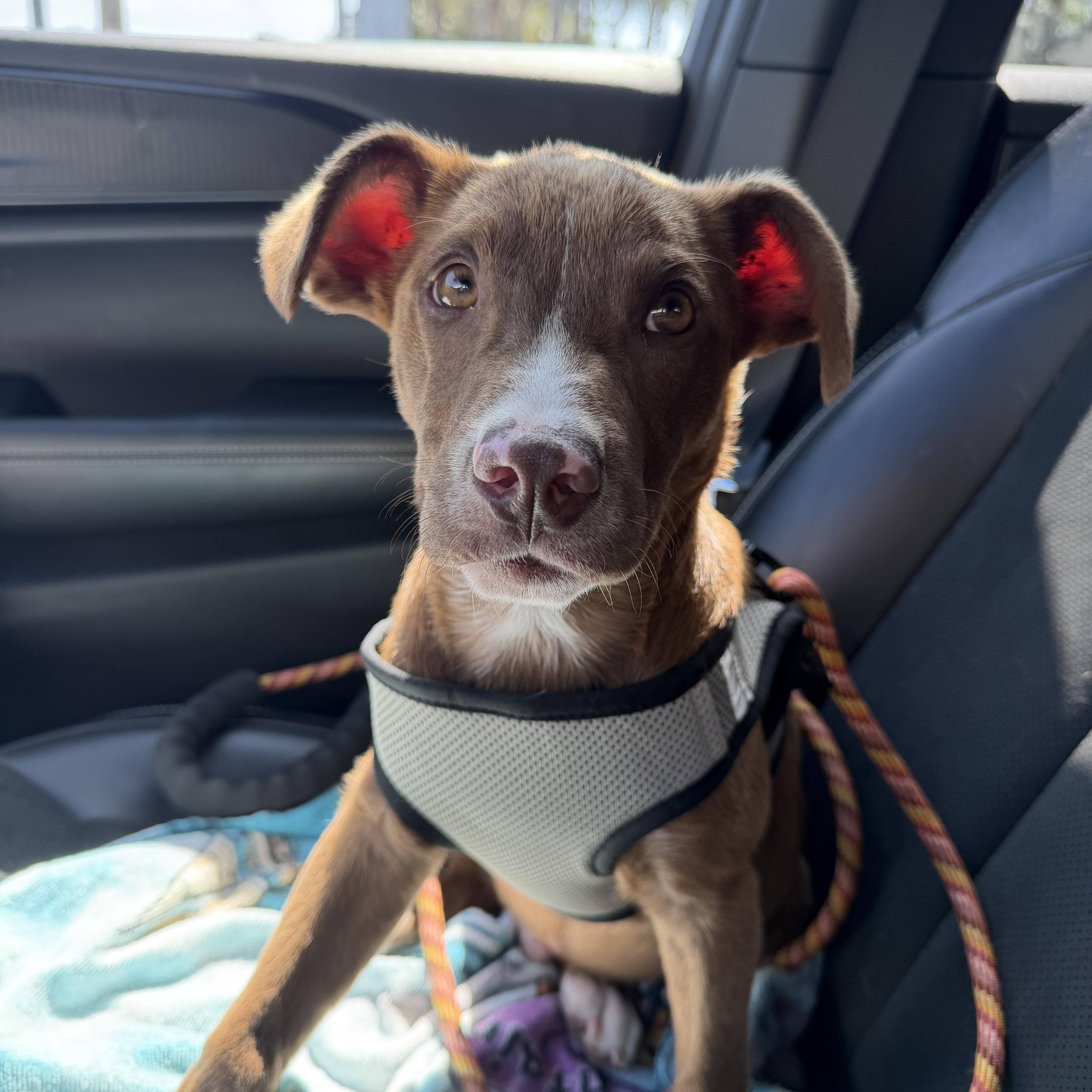 A baby medium-sized male Australian Kelpie dog named Stetson for adoption in tampa, FL