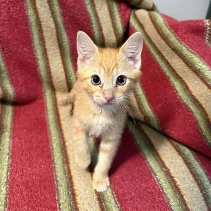 Ginger