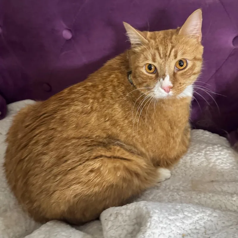 An adult large-sized female Orange / Red Domestic Short Hair cat named Cinderblock for adoption in Fredericksburg, VA