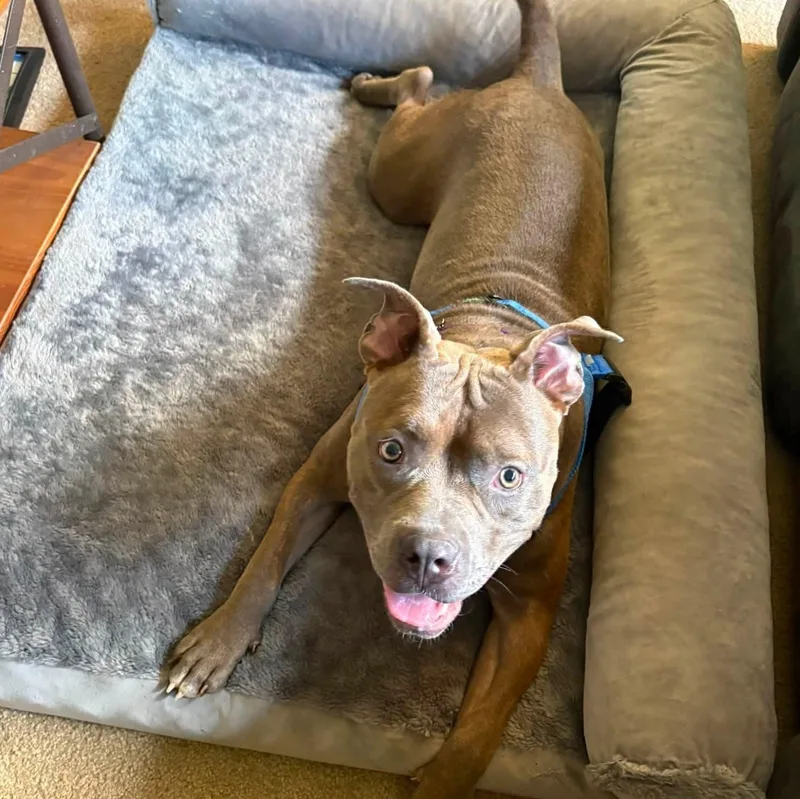 A young medium-sized female Gray / Blue / Silver Mixed Breed dog named Pebbles for adoption in Blue Island, IL