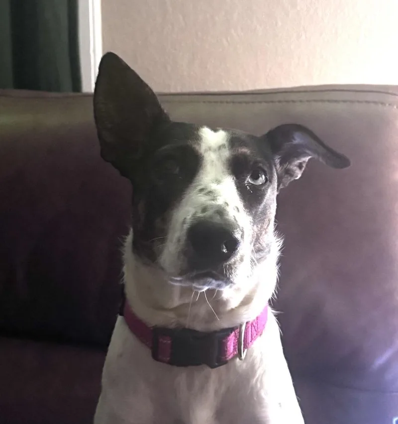 Rosie thumbnail 5