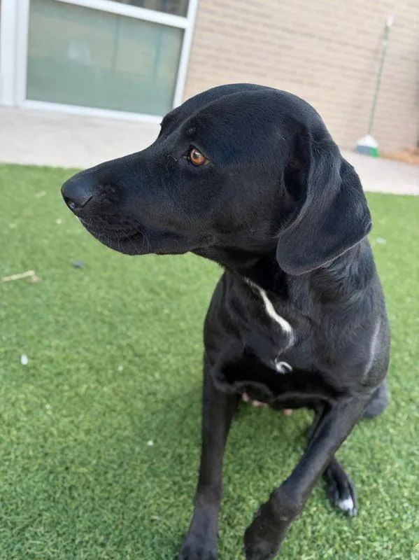 An adult large-sized female Labrador Retriever dog named Hallie for adoption in Newport, NH